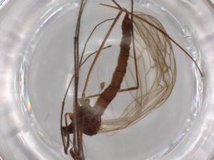  ( - BIOUG70800-D02)  @11 [ ] CreativeCommons - Attribution (2021) Centre for Biodiversity Genomics Centre for Biodiversity Genomics