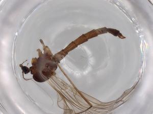  ( - BIOUG70800-D06)  @11 [ ] CreativeCommons - Attribution (2021) Centre for Biodiversity Genomics Centre for Biodiversity Genomics