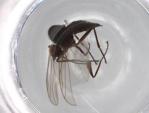  ( - BIOUG71267-A12)  @11 [ ] CreativeCommons - Attribution (2021) Centre for Biodiversity Genomics Centre for Biodiversity Genomics