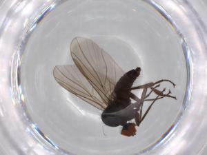  ( - BIOUG71271-B05)  @11 [ ] CreativeCommons - Attribution (2021) Centre for Biodiversity Genomics Centre for Biodiversity Genomics