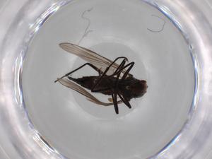  ( - BIOUG71272-B10)  @11 [ ] CreativeCommons - Attribution (2021) Centre for Biodiversity Genomics Centre for Biodiversity Genomics