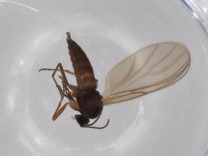  ( - BIOUG71286-G04)  @11 [ ] CreativeCommons - Attribution (2021) Centre for Biodiversity Genomics Centre for Biodiversity Genomics