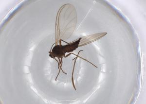  ( - BIOUG71288-C02)  @11 [ ] CreativeCommons - Attribution (2021) Centre for Biodiversity Genomics Centre for Biodiversity Genomics