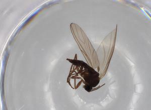  ( - BIOUG71289-G08)  @11 [ ] CreativeCommons - Attribution (2021) Centre for Biodiversity Genomics Centre for Biodiversity Genomics