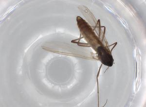  ( - BIOUG71602-C04)  @11 [ ] CreativeCommons - Attribution (2021) Centre for Biodiversity Genomics Centre for Biodiversity Genomics