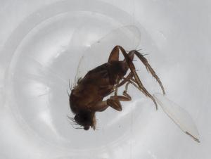 ( - BIOUG71609-C12)  @11 [ ] CreativeCommons - Attribution (2021) Centre for Biodiversity Genomics Centre for Biodiversity Genomics