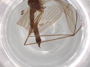  ( - BIOUG71636-H07)  @11 [ ] CreativeCommons - Attribution (2021) Centre for Biodiversity Genomics Centre for Biodiversity Genomics