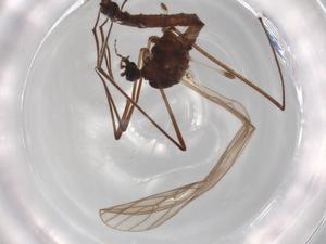  ( - BIOUG71636-H11)  @11 [ ] CreativeCommons - Attribution (2021) Centre for Biodiversity Genomics Centre for Biodiversity Genomics