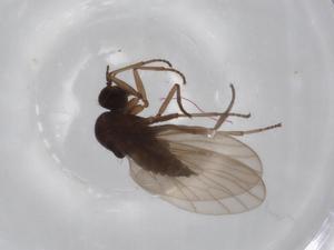  ( - BIOUG71646-B03)  @11 [ ] CreativeCommons - Attribution (2021) Centre for Biodiversity Genomics Centre for Biodiversity Genomics