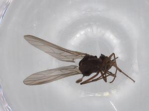  ( - BIOUG71646-B11)  @11 [ ] CreativeCommons - Attribution (2021) Centre for Biodiversity Genomics Centre for Biodiversity Genomics