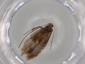  ( - BIOUG71649-G08)  @11 [ ] CreativeCommons - Attribution (2021) Centre for Biodiversity Genomics Centre for Biodiversity Genomics