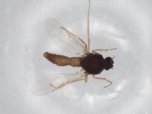  (Atrichopogon minutus - BIOUG71679-E11)  @11 [ ] CreativeCommons - Attribution (2021) Centre for Biodiversity Genomics Centre for Biodiversity Genomics