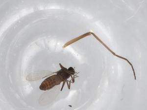  ( - BIOUG71692-A05)  @11 [ ] CreativeCommons - Attribution (2021) Centre for Biodiversity Genomics Centre for Biodiversity Genomics