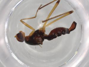  ( - BIOUG72136-E07)  @11 [ ] CreativeCommons - Attribution (2021) Centre for Biodiversity Genomics Centre for Biodiversity Genomics