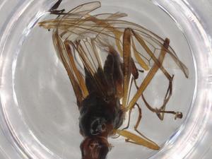  ( - BIOUG72136-E08)  @11 [ ] CreativeCommons - Attribution (2021) Centre for Biodiversity Genomics Centre for Biodiversity Genomics