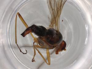  ( - BIOUG72137-H09)  @11 [ ] CreativeCommons - Attribution (2021) Centre for Biodiversity Genomics Centre for Biodiversity Genomics