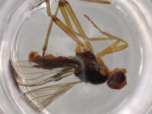  ( - BIOUG72137-H10)  @11 [ ] CreativeCommons - Attribution (2021) Centre for Biodiversity Genomics Centre for Biodiversity Genomics