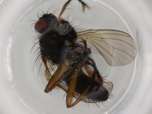  ( - BIOUG72147-A02)  @11 [ ] CreativeCommons - Attribution (2021) Centre for Biodiversity Genomics Centre for Biodiversity Genomics