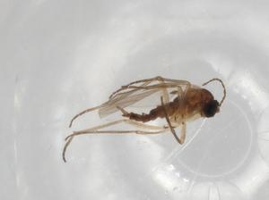  ( - BIOUG72160-G11)  @11 [ ] CreativeCommons - Attribution (2021) Centre for Biodiversity Genomics Centre for Biodiversity Genomics