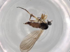  ( - BIOUG72165-H06)  @11 [ ] CreativeCommons - Attribution (2021) Centre for Biodiversity Genomics Centre for Biodiversity Genomics