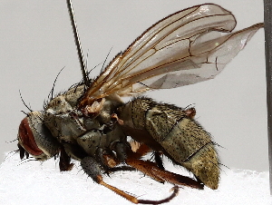  ( - BIOUG72933-B03)  @11 [ ] CreativeCommons - Attribution (2021) CBG Photography Group Centre for Biodiversity Genomics