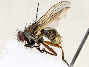  ( - BIOUG72933-B11)  @11 [ ] CreativeCommons - Attribution (2021) CBG Photography Group Centre for Biodiversity Genomics