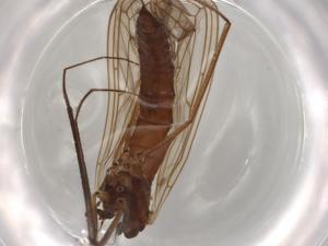  ( - BIOUG73219-D01)  @11 [ ] CreativeCommons - Attribution (2021) Centre for Biodiversity Genomics Centre for Biodiversity Genomics