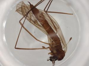  ( - BIOUG73255-A09)  @11 [ ] CreativeCommons - Attribution (2021) Centre for Biodiversity Genomics Centre for Biodiversity Genomics