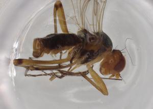  ( - BIOUG73285-G03)  @11 [ ] CreativeCommons - Attribution (2021) Centre for Biodiversity Genomics Centre for Biodiversity Genomics