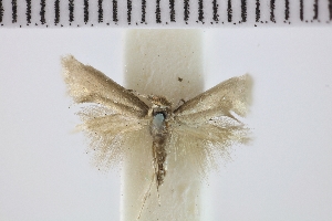  (Prophylactis argochalca - NMHUK013697112)  @11 [ ] Copyright (2025) The Naturtal History Museum, London The Naturtal History Museum, London, UK