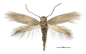  (Prophylactis crassifoliallax - MMP004318)  @11 [ ] Copyright (2025) Australian National Insect Collection, CSIRO Australian National Insect Collection, CSIRO, Australia