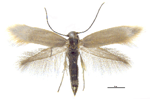  (Prophylactis clavatallax - MMP005381)  @11 [ ] Copyright (2025) Australian National Insect Collection, CSIRO Australian National Insect Collection, CSIRO, Australia