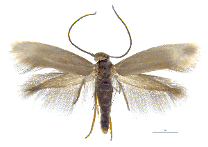  ( - MMP005382)  @11 [ ] Copyright (2025) Australian National Insect Collection, CSIRO Australian National Insect Collection, CSIRO, Australia