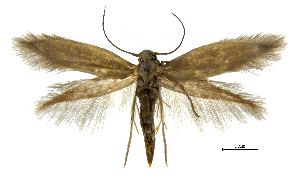 (Prophylactis jasperae - MMP005388)  @11 [ ] Copyright (2025) Australian National Insect Collection, CSIRO Australian National Insect Collection, CSIRO, Australia