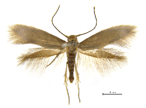  (Prophylactis octandrallax - MMP005389)  @11 [ ] Copyright (2025) Australian National Insect Collection, CSIRO Australian National Insect Collection, CSIRO, Australia