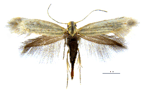 (Prophylactis tetrandrallax - MMP005392)  @11 [ ] Copyright (2025) Australian National Insect Collection, CSIRO Australian National Insect Collection, CSIRO, Australia