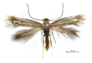  ( - MMP005393)  @11 [ ] Copyright (2025) Australian National Insect Collection, CSIRO Australian National Insect Collection, CSIRO, Australia