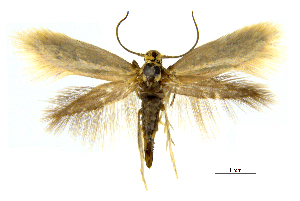  (Prophylactis purdieanallax - MMP005394)  @11 [ ] Copyright (2025) Australian National Insect Collection, CSIRO Australian National Insect Collection, CSIRO, Australia