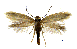  ( - MMP005398)  @11 [ ] Copyright (2025) Australian National Insect Collection, CSIRO Australian National Insect Collection, CSIRO, Australia