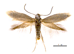  ( - MMP005399)  @11 [ ] Copyright (2025) Australian National Insect Collection, CSIRO Australian National Insect Collection, CSIRO, Australia