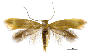  (Prophylactis gracilipax - MMP005400)  @11 [ ] Copyright (2025) Australian National Insect Collection, CSIRO Australian National Insect Collection, CSIRO, Australia