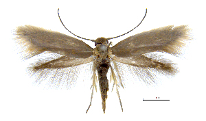  (Prophylactis crenulatallax - MMP005402)  @11 [ ] Copyright (2025) Australian National Insect Collection, CSIRO Australian National Insect Collection, CSIRO, Australia