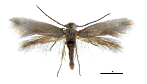  ( - MMP005403)  @11 [ ] Copyright (2025) Australian National Insect Collection, CSIRO Australian National Insect Collection, CSIRO, Australia