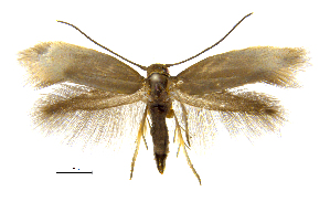  ( - MMP005405)  @11 [ ] Copyright (2025) Australian National Insect Collection, CSIRO Australian National Insect Collection, CSIRO, Australia