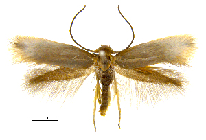 (Prophylactis strictallax - MMP005406)  @11 [ ] Copyright (2025) Australian National Insect Collection, CSIRO Australian National Insect Collection, CSIRO, Australia