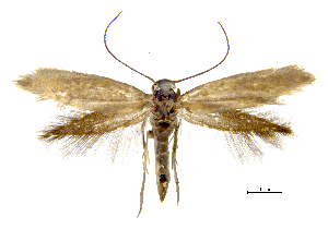  (Prophylactis pulchellax - MMP005407)  @11 [ ] Copyright (2025) Australian National Insect Collection, CSIRO Australian National Insect Collection, CSIRO, Australia