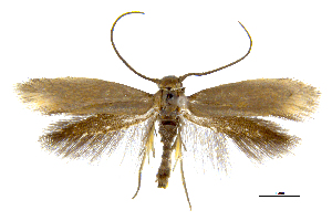  ( - MMP005408)  @11 [ ] Copyright (2025) Australian National Insect Collection, CSIRO Australian National Insect Collection, CSIRO, Australia