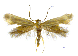  ( - MMP005410)  @11 [ ] Copyright (2025) Australian National Insect Collection, CSIRO Australian National Insect Collection, CSIRO, Australia