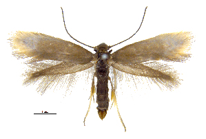  (Prophylactis megastigmallax - MMP005413)  @11 [ ] Copyright (2025) Australian National Insect Collection, CSIRO Australian National Insect Collection, CSIRO, Australia