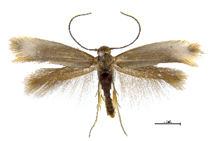  ( - MMP005414)  @11 [ ] Copyright (2025) Australian National Insect Collection, CSIRO Australian National Insect Collection, CSIRO, Australia